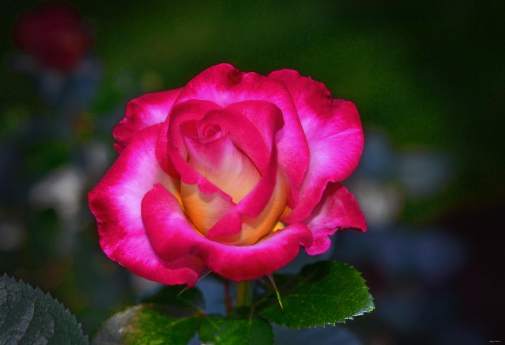 Photo of Rose (Rosa 'Dick Clark') uploaded by dawiz1753