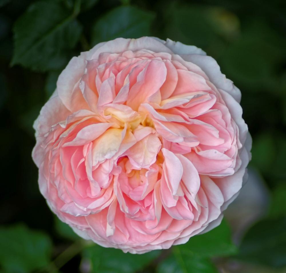 Photo of Rose (Rosa 'Abraham Darby') uploaded by evermorelawnless