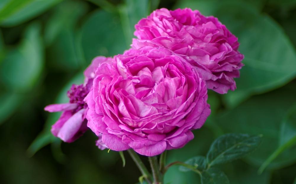 Photo of Rose (Rosa 'Reine des Violettes') uploaded by evermorelawnless