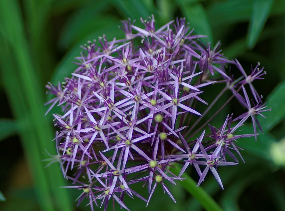 Photo of Stars of Persia (Allium cristophii) uploaded by evermorelawnless