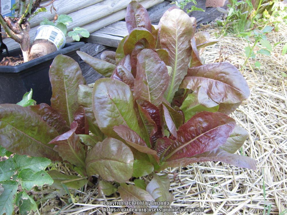 Photo of Lettuce (Lactuca sativa 'Red Romaine') uploaded by pepper23