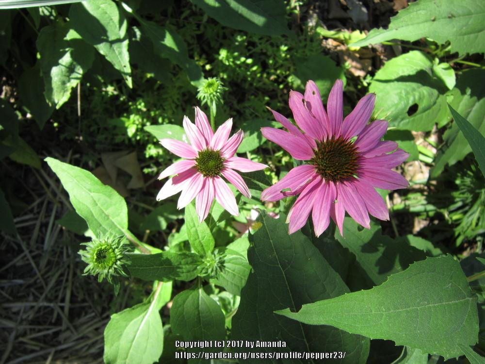 Photo of Coneflower (Echinacea purpurea PowWow® Wild Berry) uploaded by pepper23