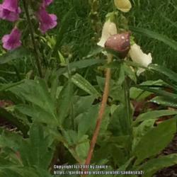 Location: my garden zone 7A Cape Cod, MA
Date: 2017-06-09
First year plant