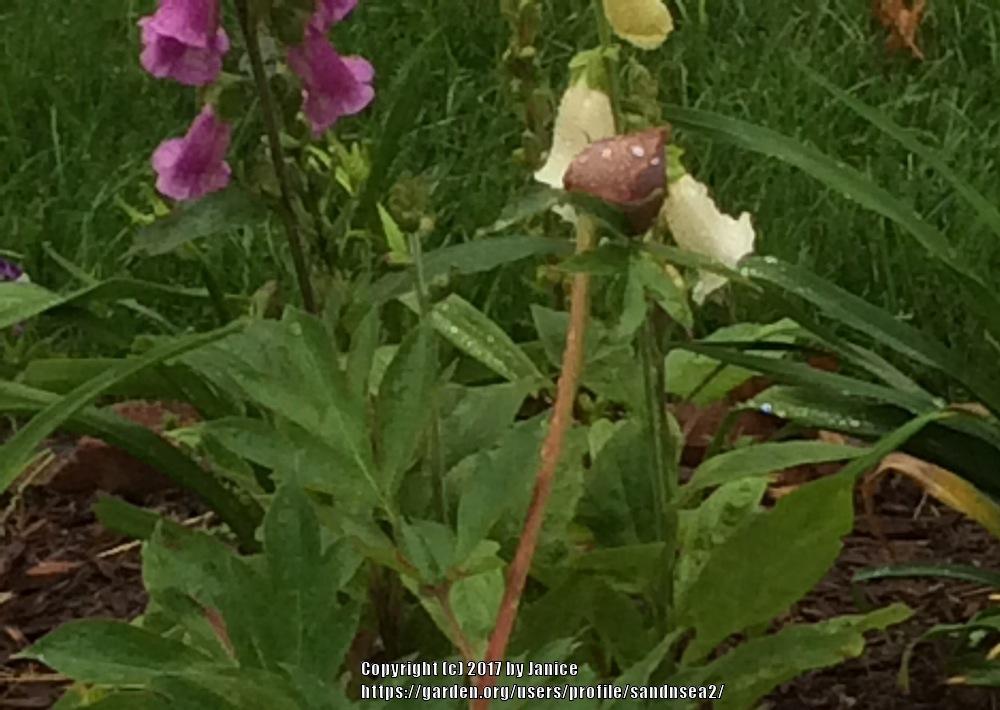 Photo of Intersectional Peony (Paeonia 'Garden Treasure') uploaded by sandnsea2