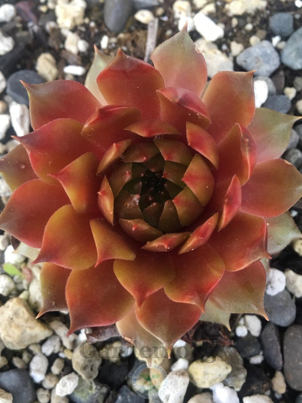 Photo of Hen and Chicks (Sempervivum 'Goldmarie') uploaded by springcolor