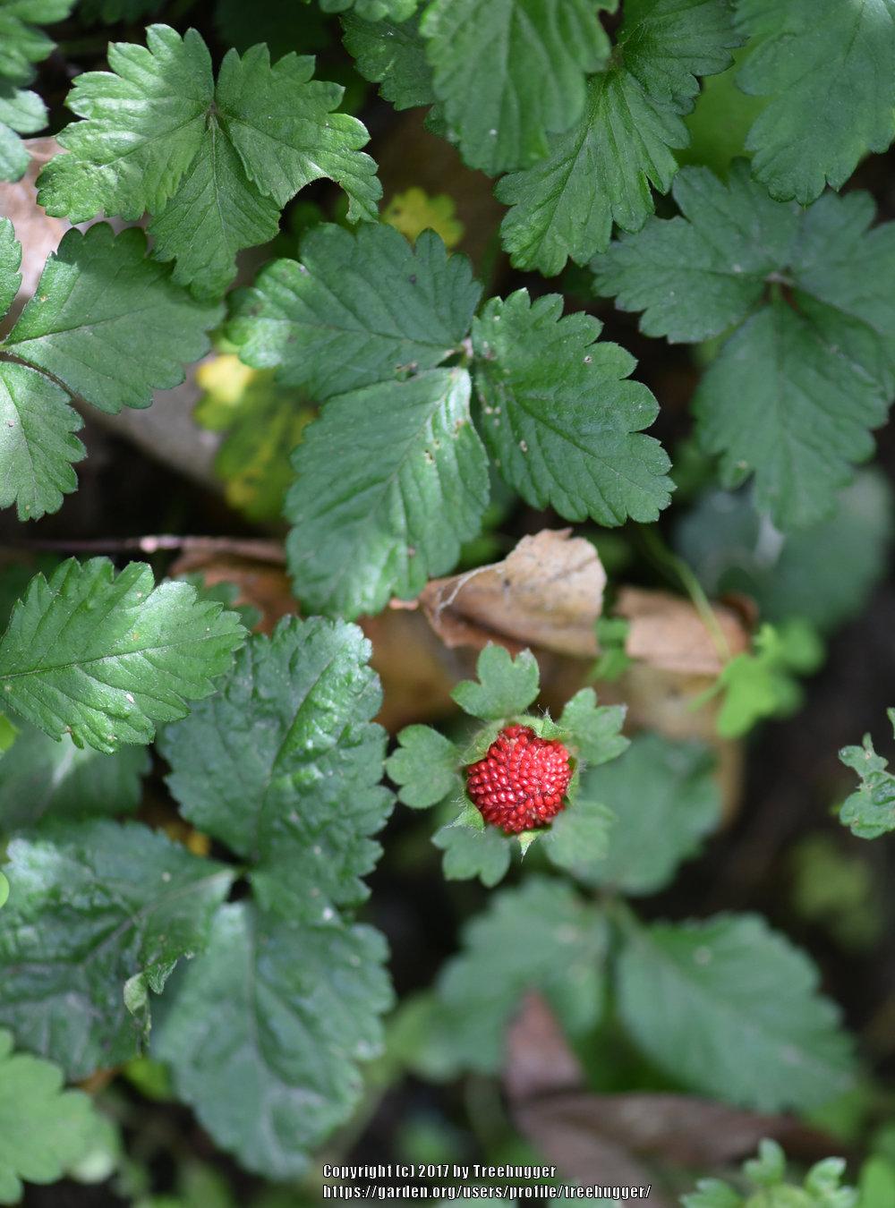 Photo of Mock Strawberry (Potentilla indica) uploaded by treehugger