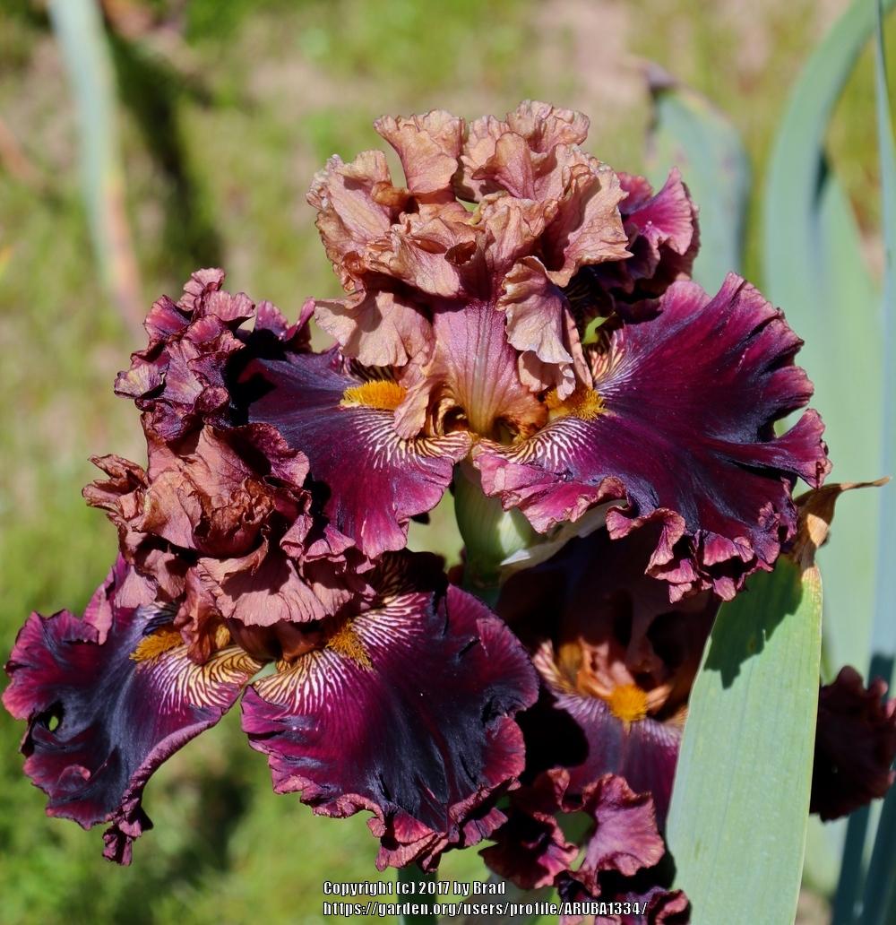 Photo of Tall Bearded Iris (Iris 'Burgundy Blaze') uploaded by ARUBA1334