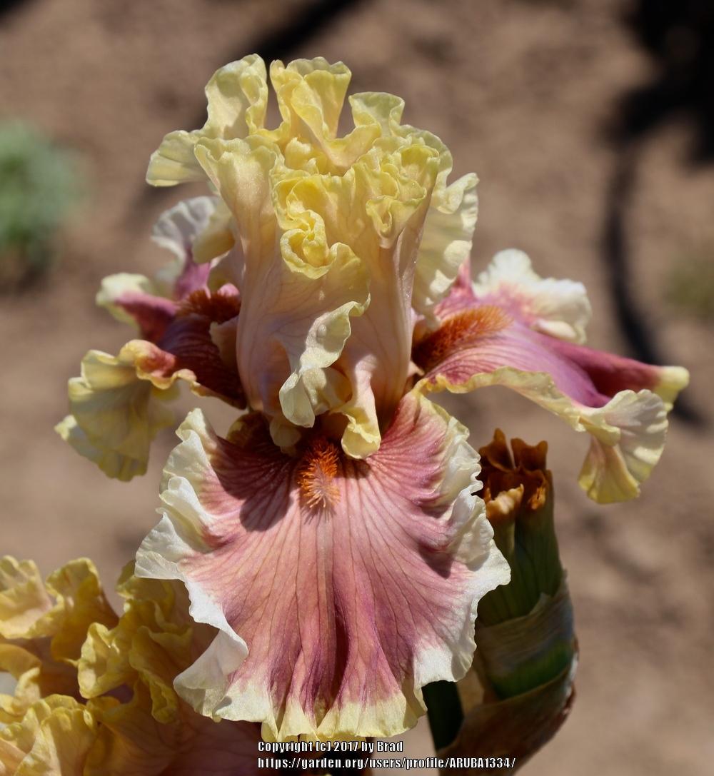 Photo of Tall Bearded Iris (Iris 'Painted Words') uploaded by ARUBA1334