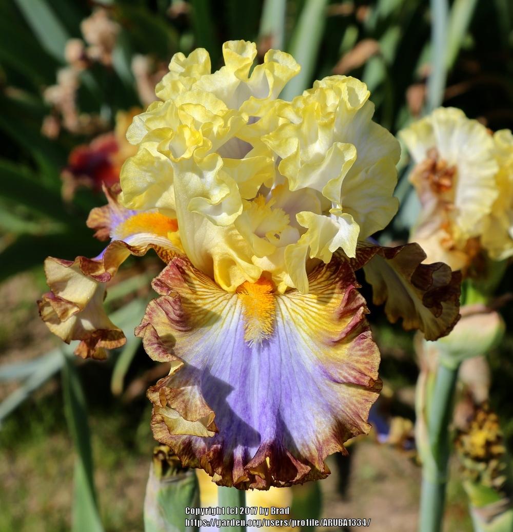Photo of Tall Bearded Iris (Iris 'Jubilant Song') uploaded by ARUBA1334