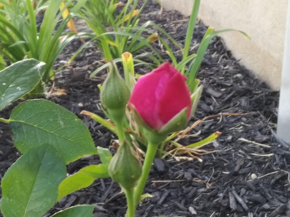 Photo of Rose (Rosa 'Heirloom') uploaded by BPadilla