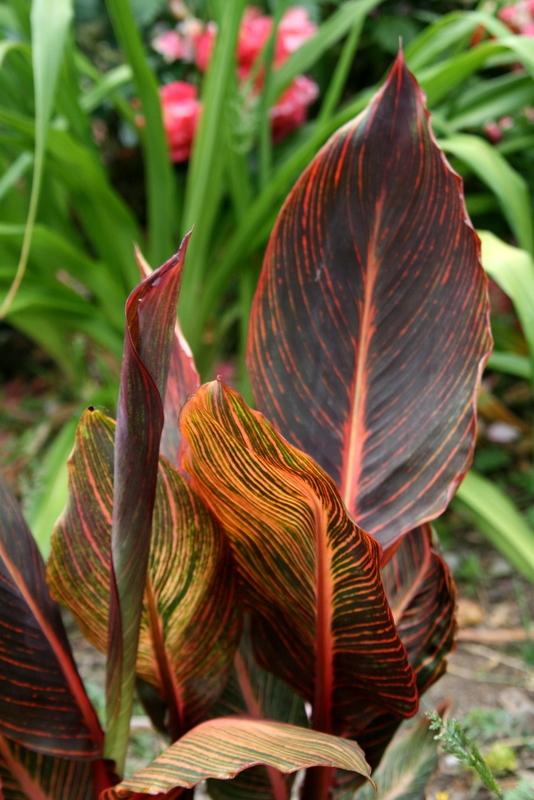 Photo of Canna Tropicanna® uploaded by Calif_Sue