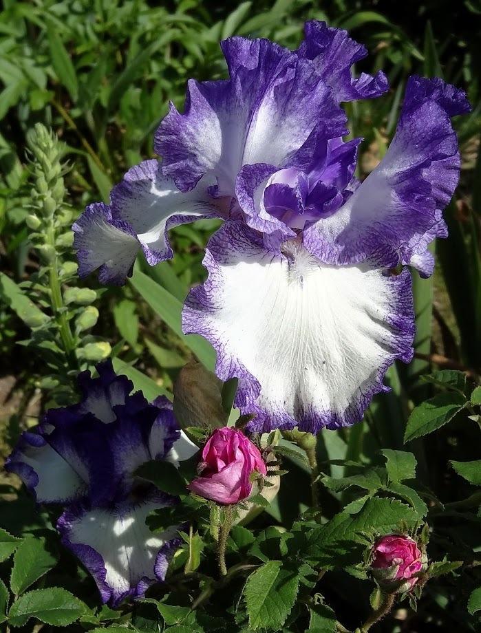 Photo of Tall Bearded Iris (Iris 'American Classic') uploaded by Orsola