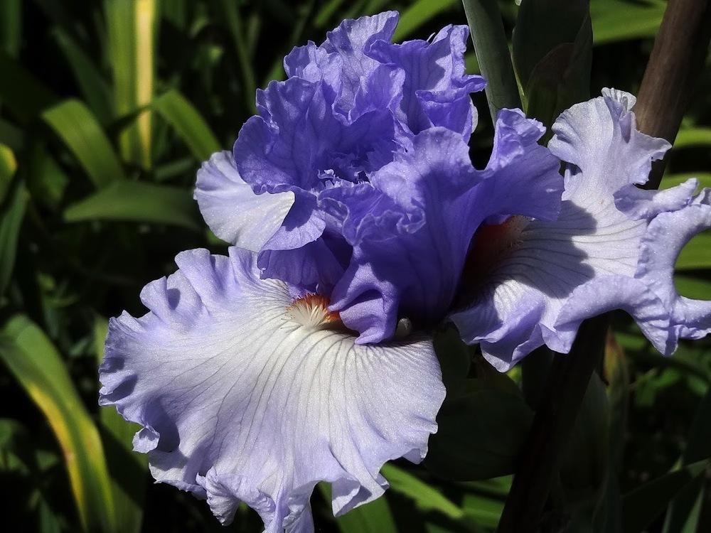 Photo of Tall Bearded Iris (Iris 'Dance Recital') uploaded by Orsola