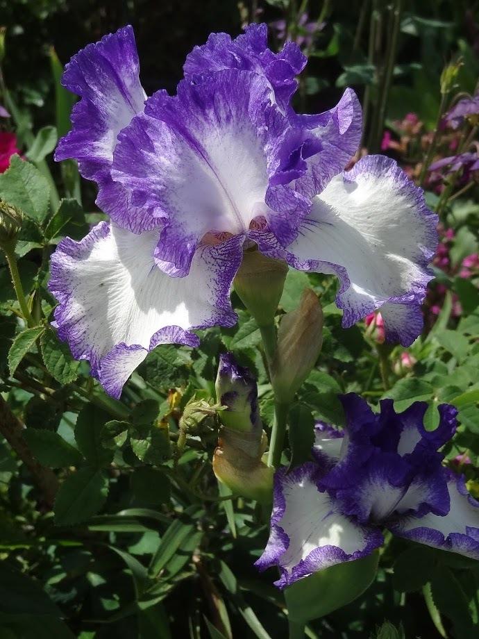 Photo of Tall Bearded Iris (Iris 'American Classic') uploaded by Orsola