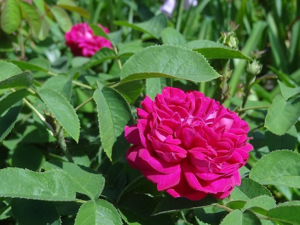 Photo of Portland Rose (Rosa 'Rose de Rescht') uploaded by Orsola
