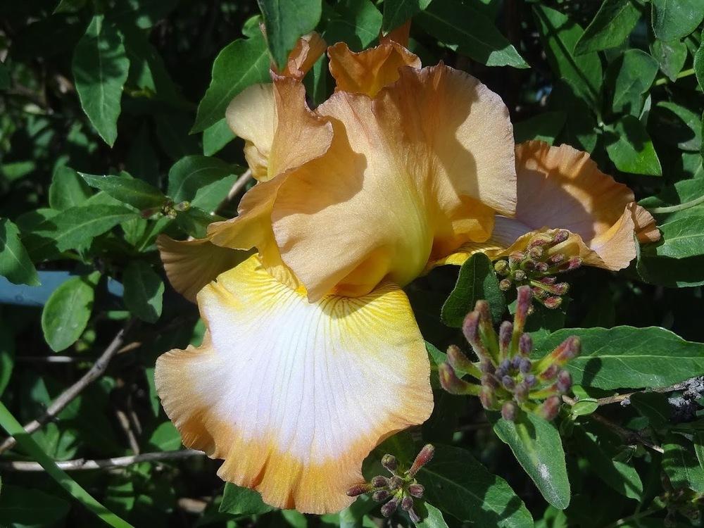 Photo of Tall Bearded Iris (Iris 'Ginger Swirl') uploaded by Orsola