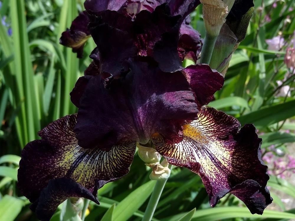 Photo of Tall Bearded Iris (Iris 'Starlight Sonata') uploaded by Orsola