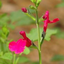 Photo of Autumn Sage (Salvia 'Cherry Queen') uploaded by Sheridragonfly