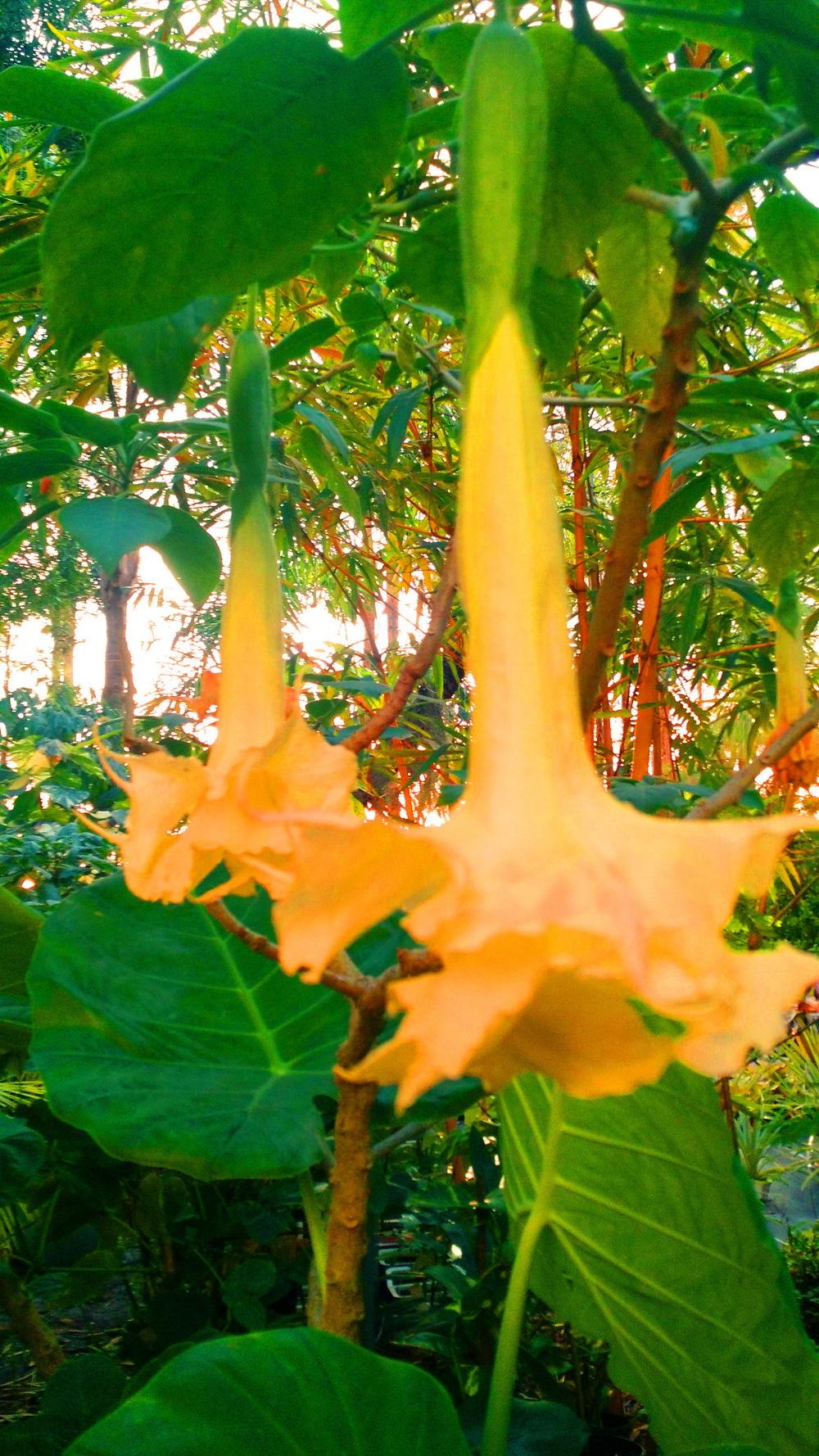 Photo of Angel Trumpet (Brugmansia 'Goldflame') uploaded by payton1