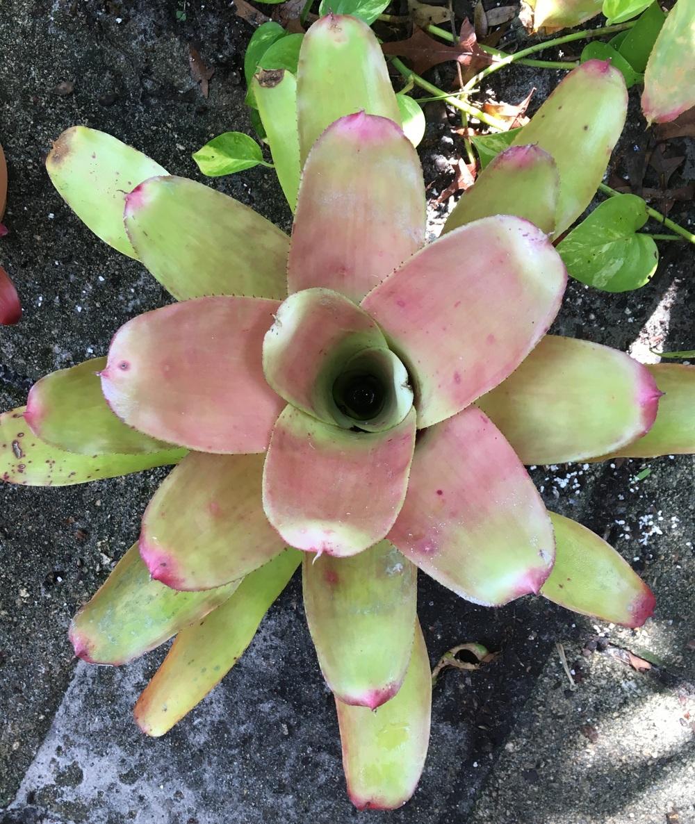 Photo of Neoregelia 'Yellow Devil' uploaded by sunkissed