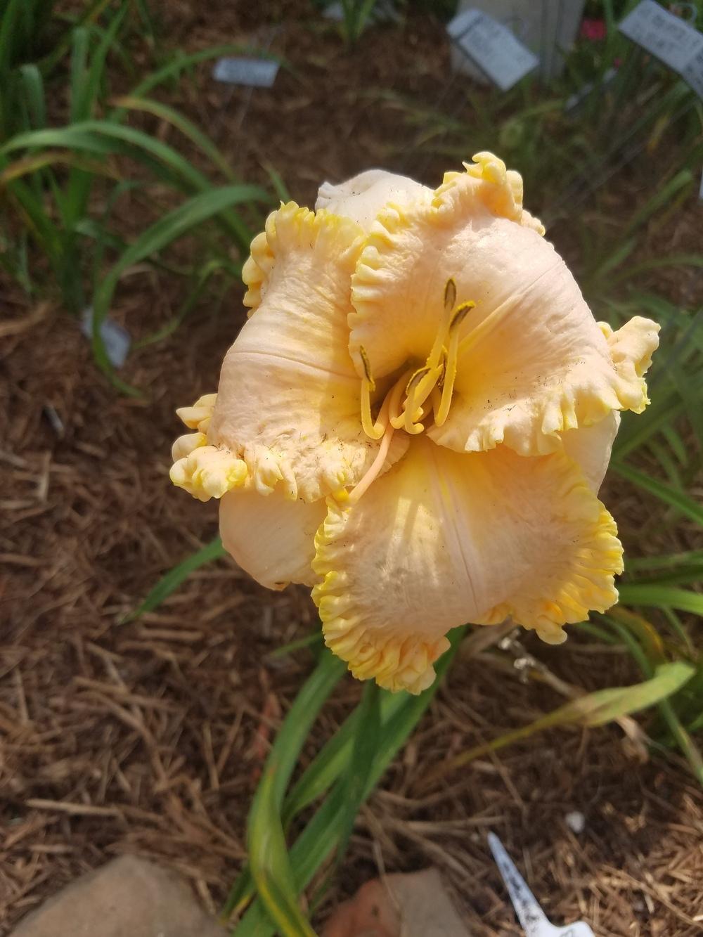 Photo of Daylily (Hemerocallis 'Wrapped in Ruffles') uploaded by value4dollars