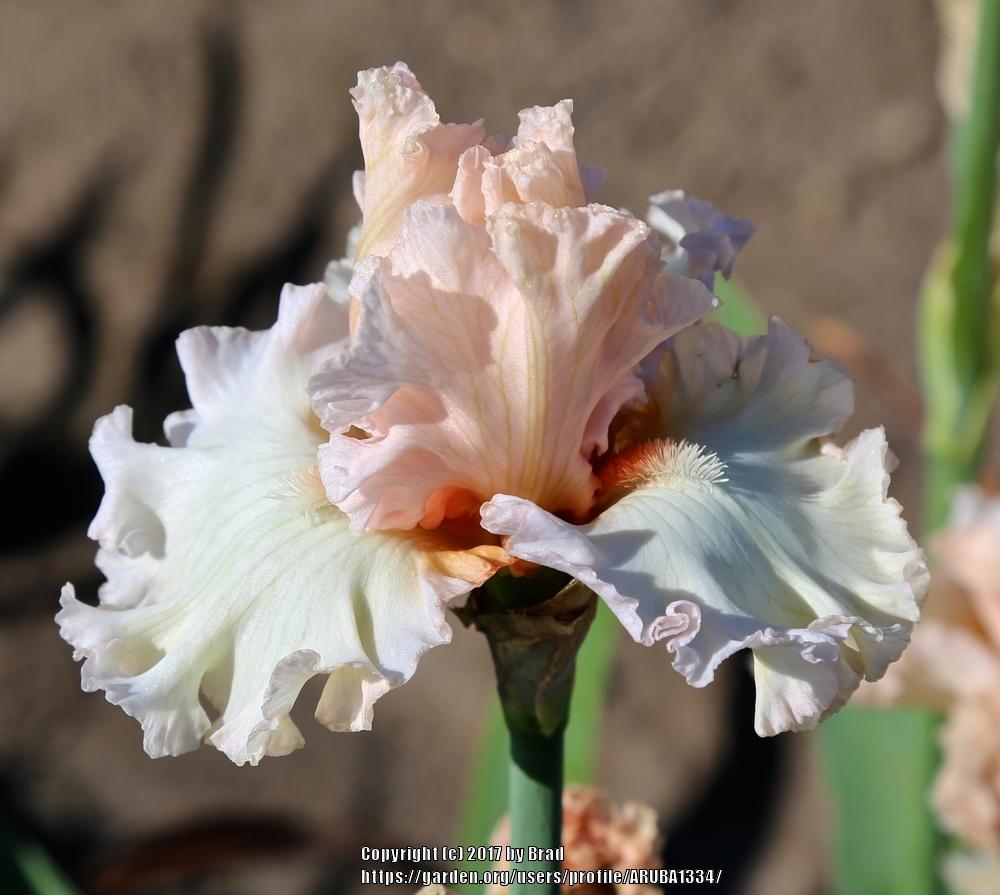 Photo of Tall Bearded Iris (Iris 'Higher Calling') uploaded by ARUBA1334