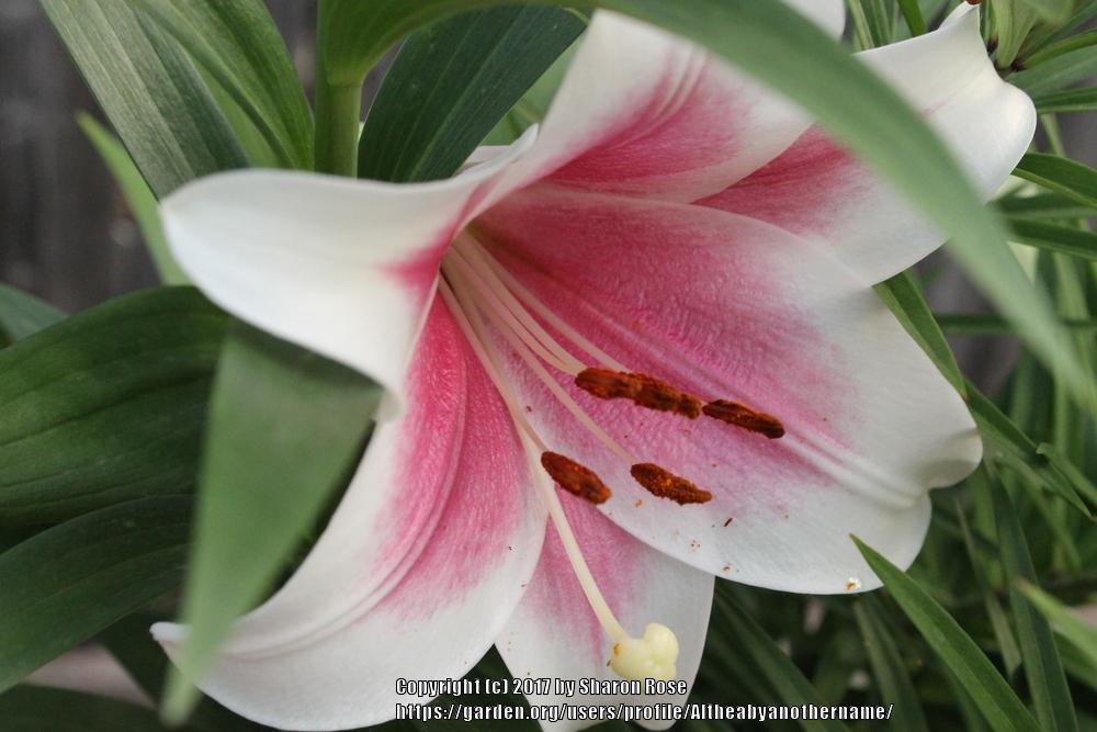 Photo of Lily (Lilium Triumphator) uploaded by Altheabyanothername