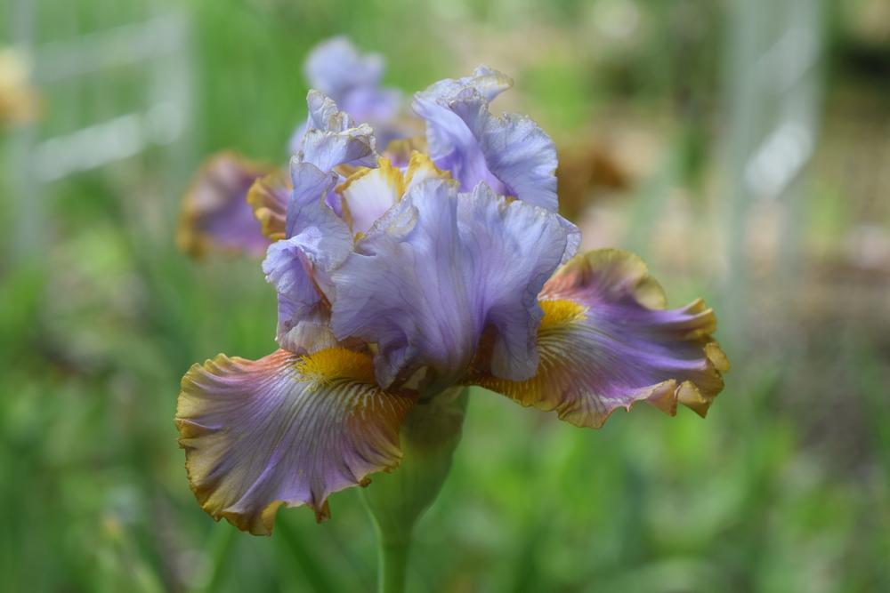 Photo of Tall Bearded Iris (Iris 'Gilt by Association') uploaded by Dachsylady86