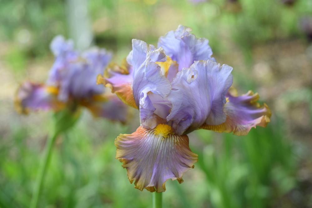 Photo of Tall Bearded Iris (Iris 'Gilt by Association') uploaded by Dachsylady86