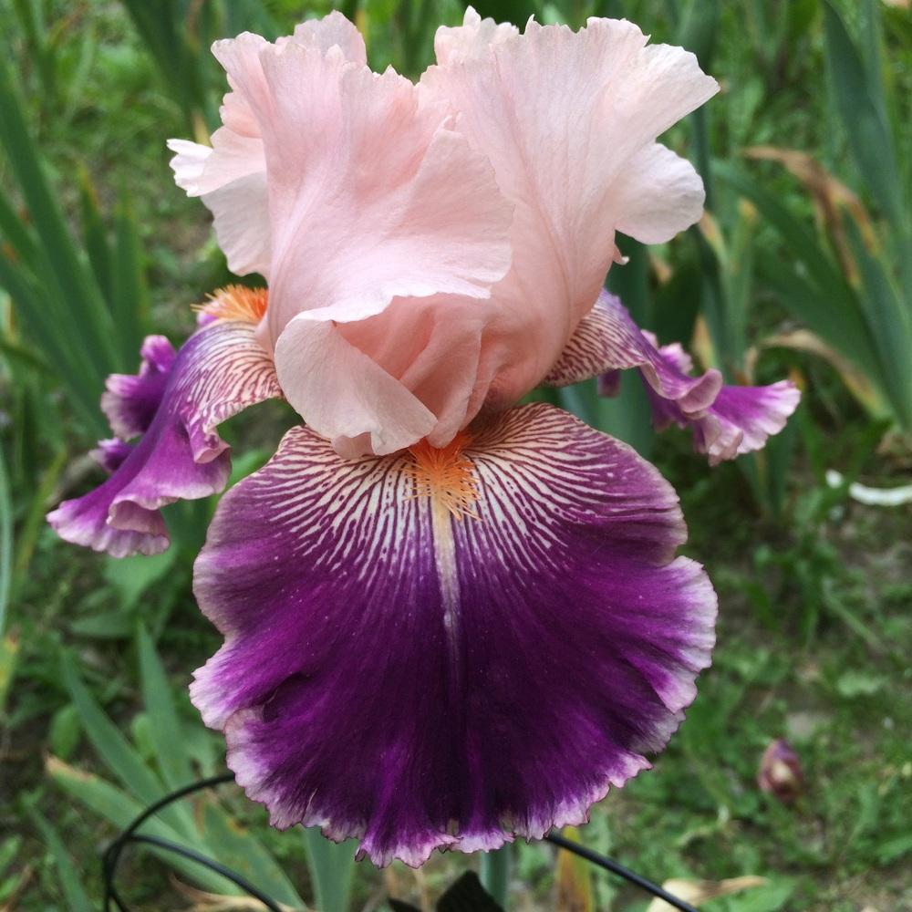 Photo of Tall Bearded Iris (Iris 'Savannah Fair') uploaded by Lbsmitty