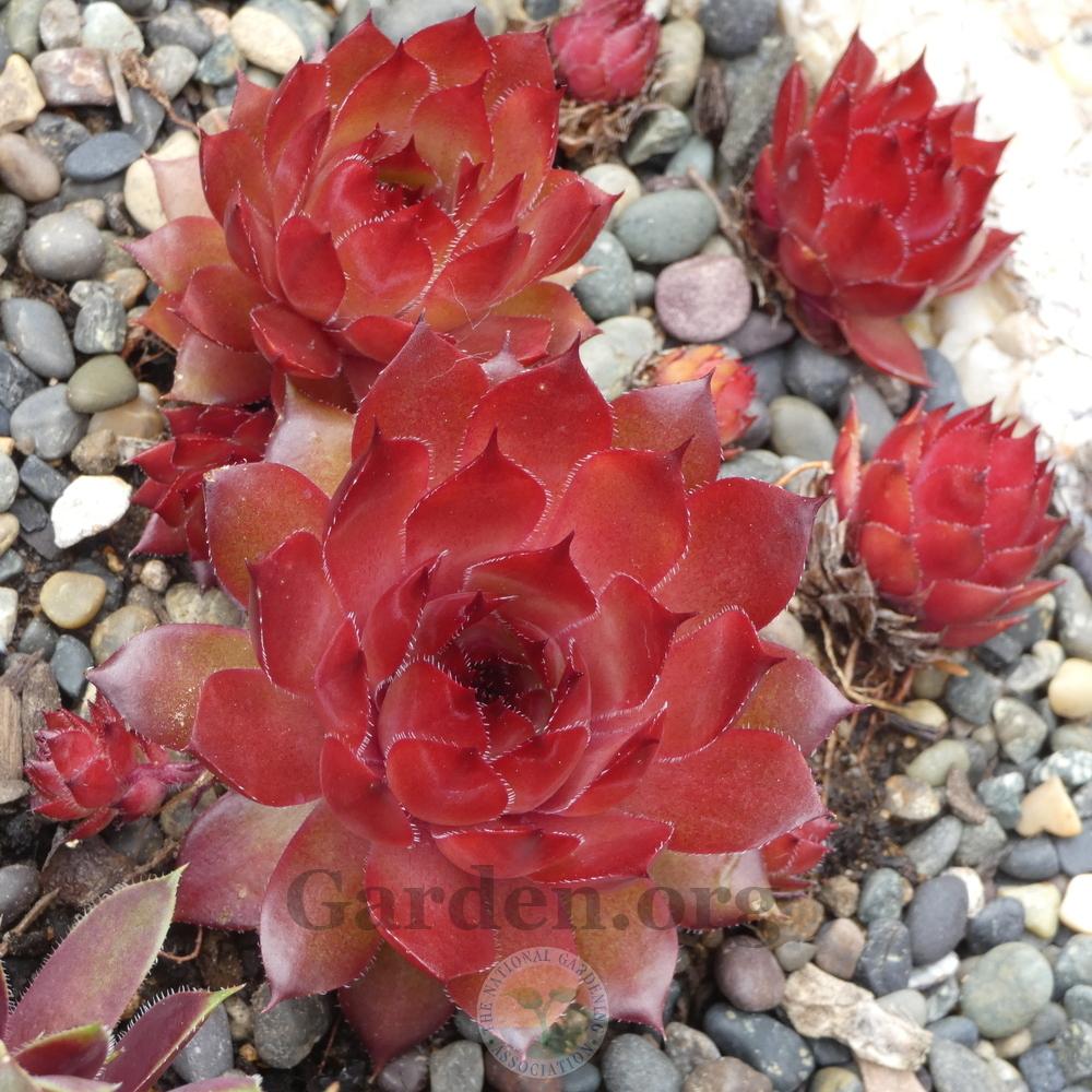 Photo of Hen and Chick (Sempervivum 'Positively Glowing') uploaded by Patty