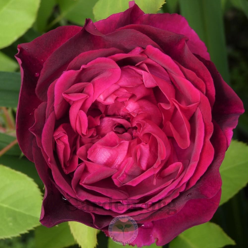 Photo of English Shrub Rose (Rosa 'Munstead Wood') uploaded by Patty