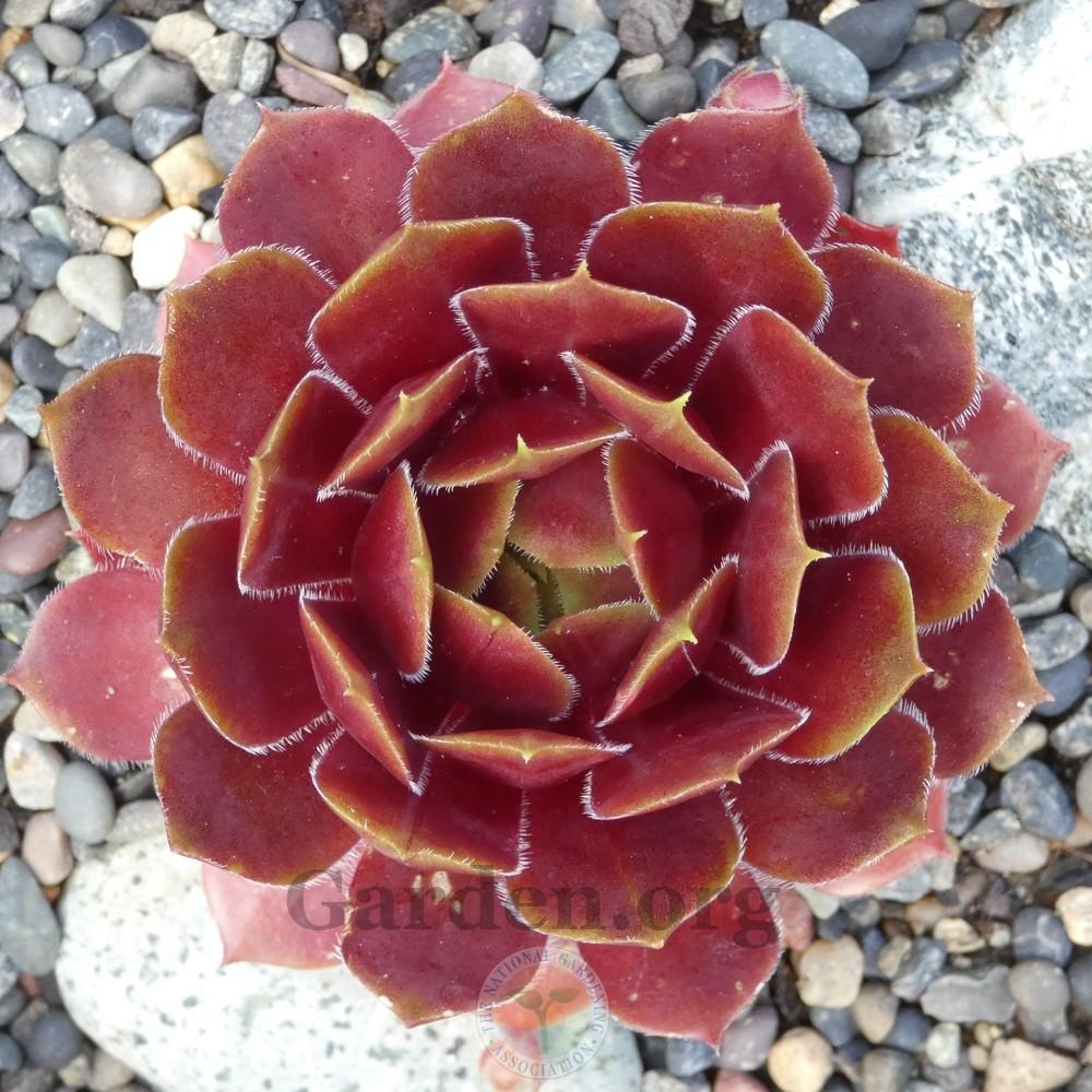 Photo of Hen and Chicks (Sempervivum 'Pacific Drama') uploaded by Patty