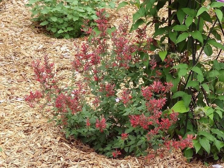 Photo of Mexican Giant Hyssop (Agastache Acapulco® Red) uploaded by Sheridragonfly