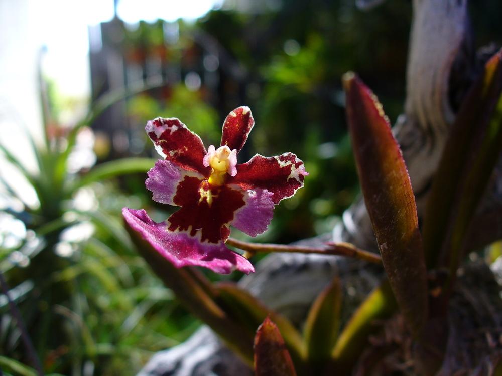 Photo of Orchid (Tolumnia Genting Angel) uploaded by Ted5310