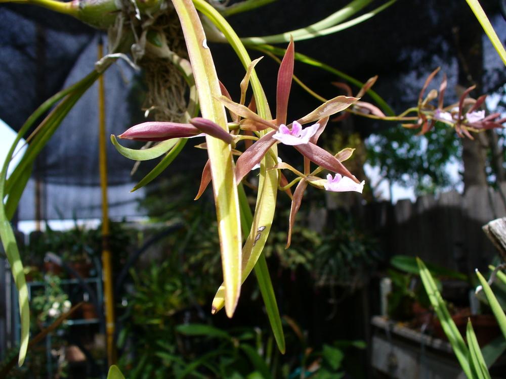 Photo of Ts Uyche (Encyclia bractescens) uploaded by Ted5310