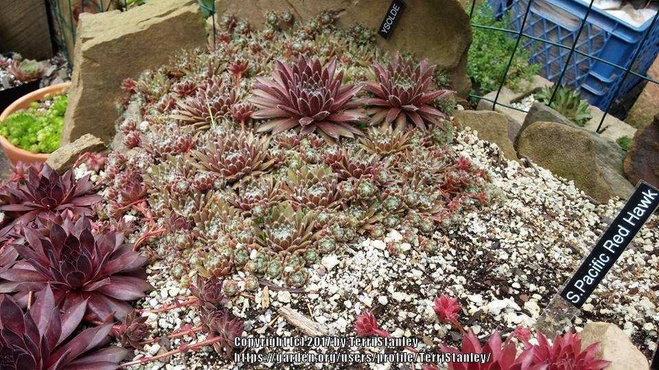 Photo of Hen and Chicks (Sempervivum 'Ysolde') uploaded by TerriStanley