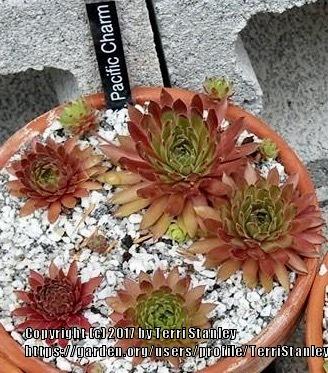 Photo of Hen and Chicks (Sempervivum 'Pacific Charm') uploaded by TerriStanley