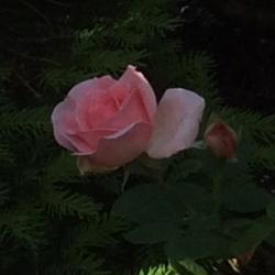 Location: my garden zone 7A Cape Cod, MA
Date: 2017-06-11
First bloom on new plant