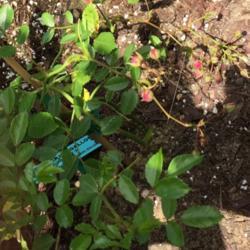 Location: my garden zone 7A Cape Cod, MA
Date: 2017-06-11
New plant with buds