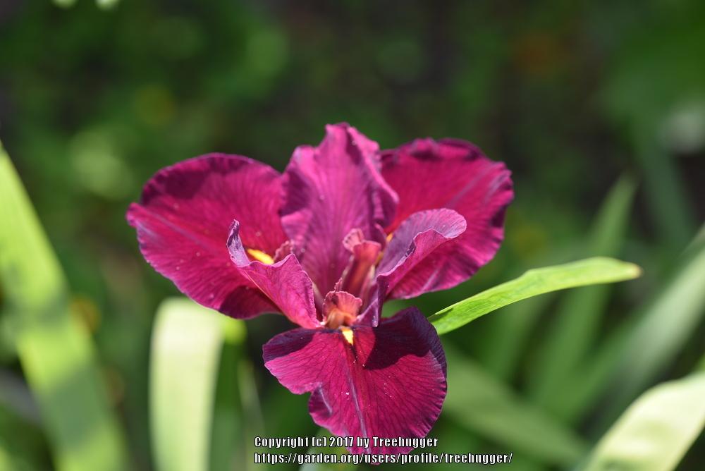 Photo of Louisiana Iris (Iris 'Red Velvet Elvis') uploaded by treehugger