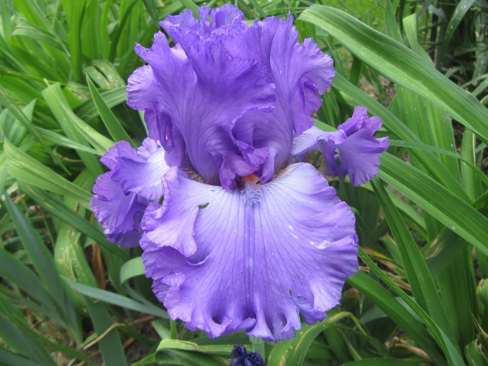 Photo of Tall Bearded Iris (Iris 'Got the Picture') uploaded by tveguy3
