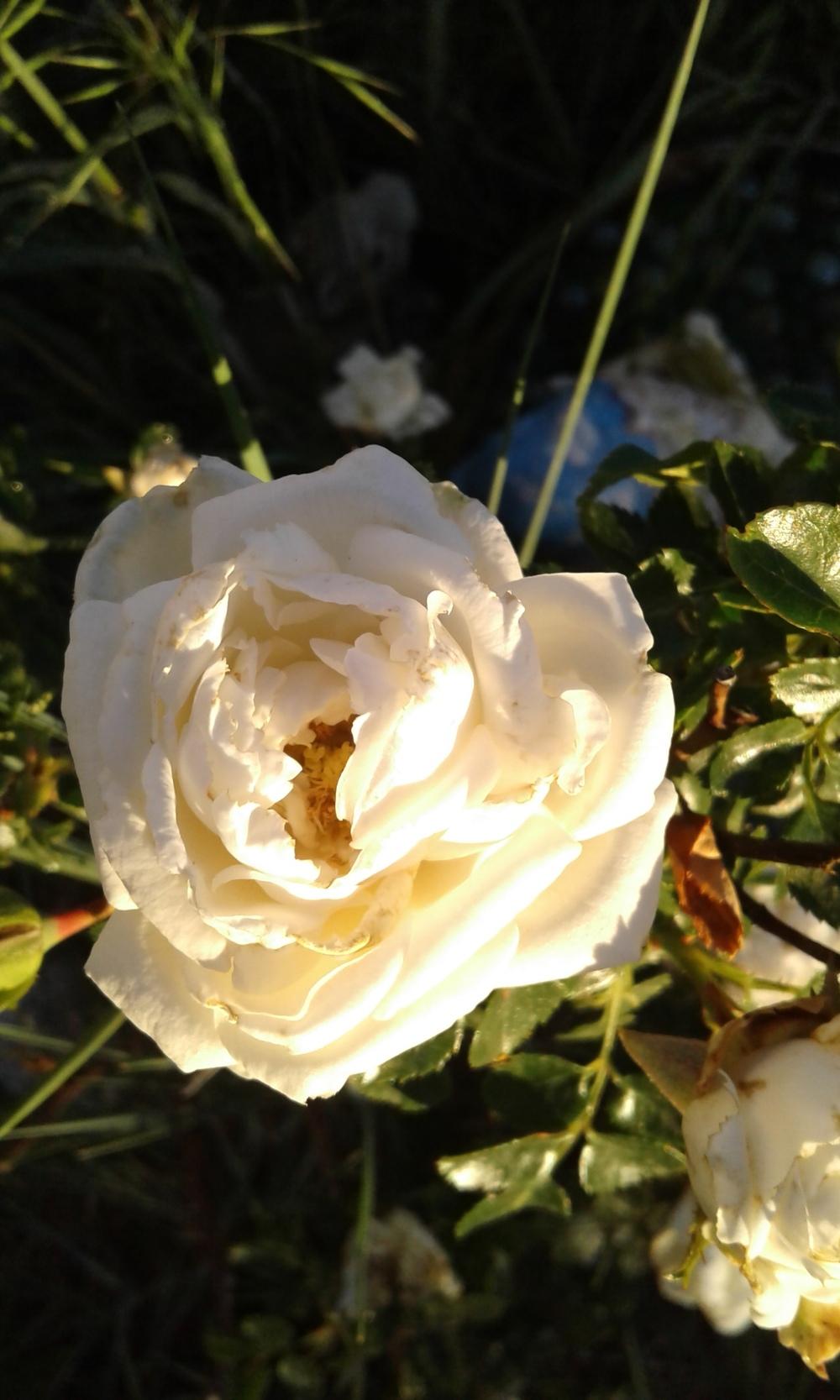 Photo of Rose (Rosa 'White Dawn') uploaded by Agoo