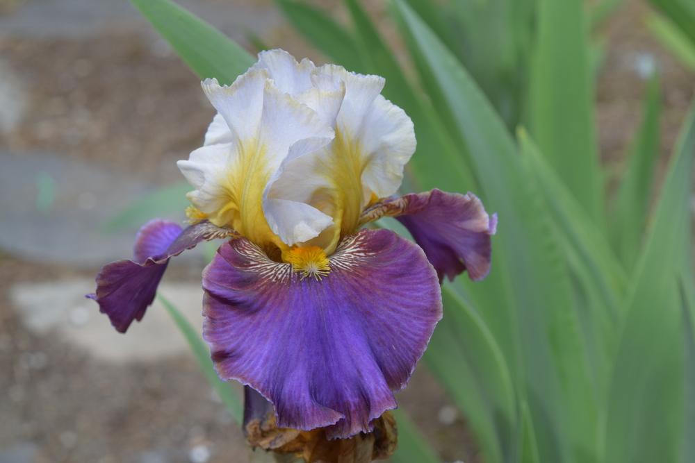 Photo of Tall Bearded Iris (Iris 'Mysterioso') uploaded by Dachsylady86