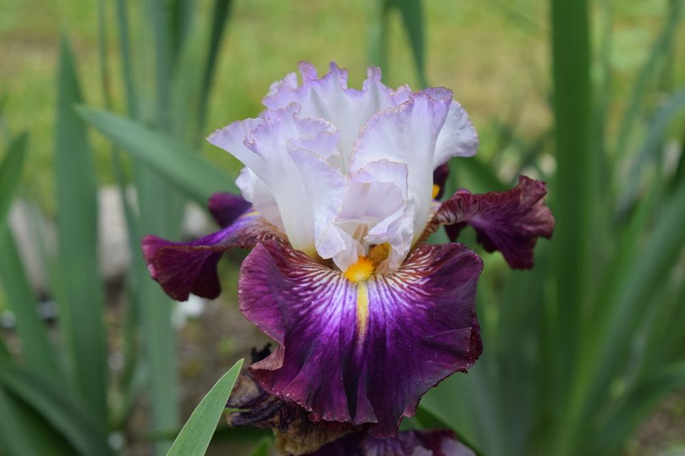 Photo of Tall Bearded Iris (Iris 'Gilty Pleasure') uploaded by Dachsylady86