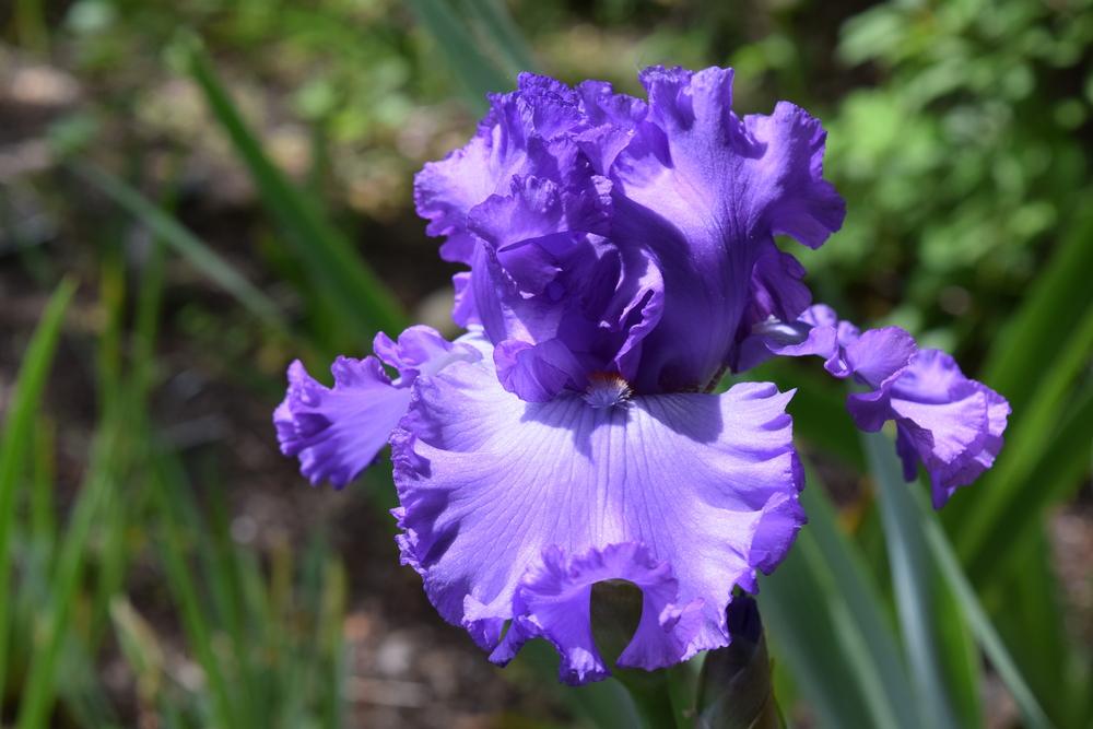 Photo of Tall Bearded Iris (Iris 'Got the Picture') uploaded by Dachsylady86