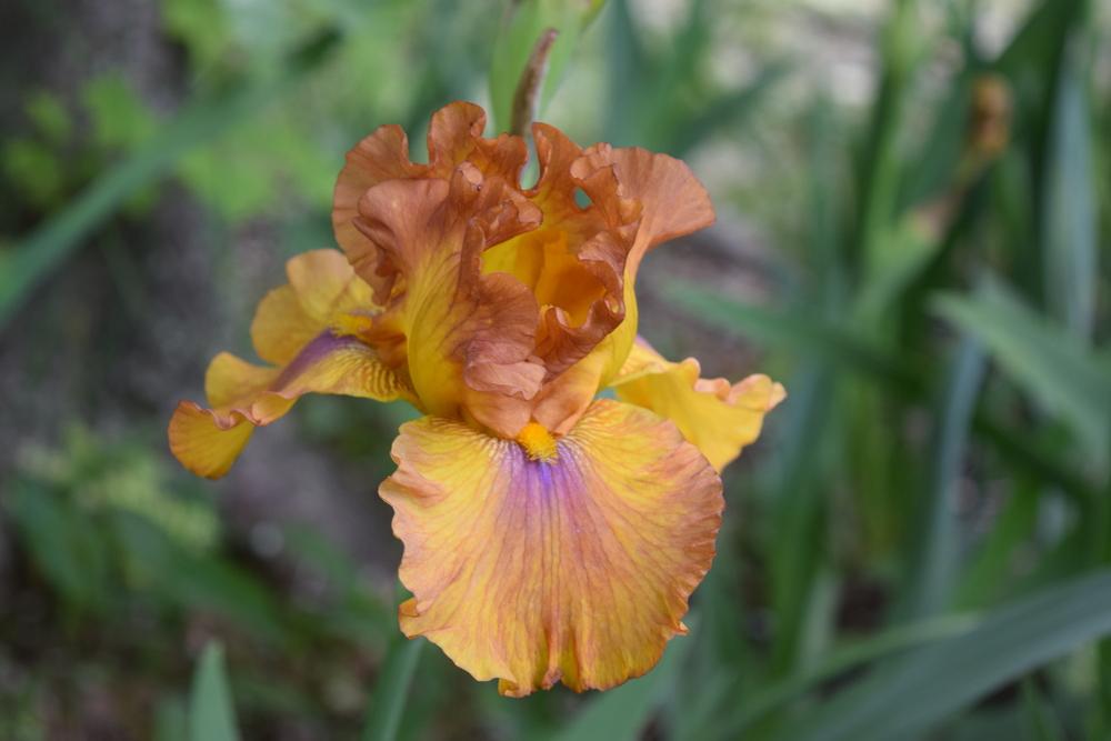 Photo of Tall Bearded Iris (Iris 'Spice Trader') uploaded by Dachsylady86