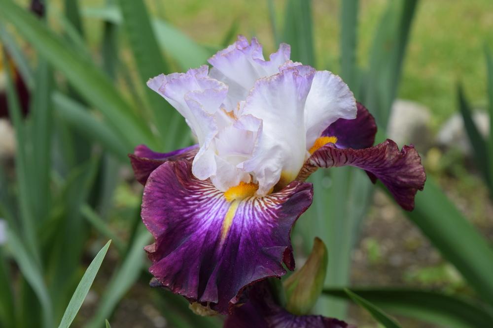 Photo of Tall Bearded Iris (Iris 'Gilty Pleasure') uploaded by Dachsylady86