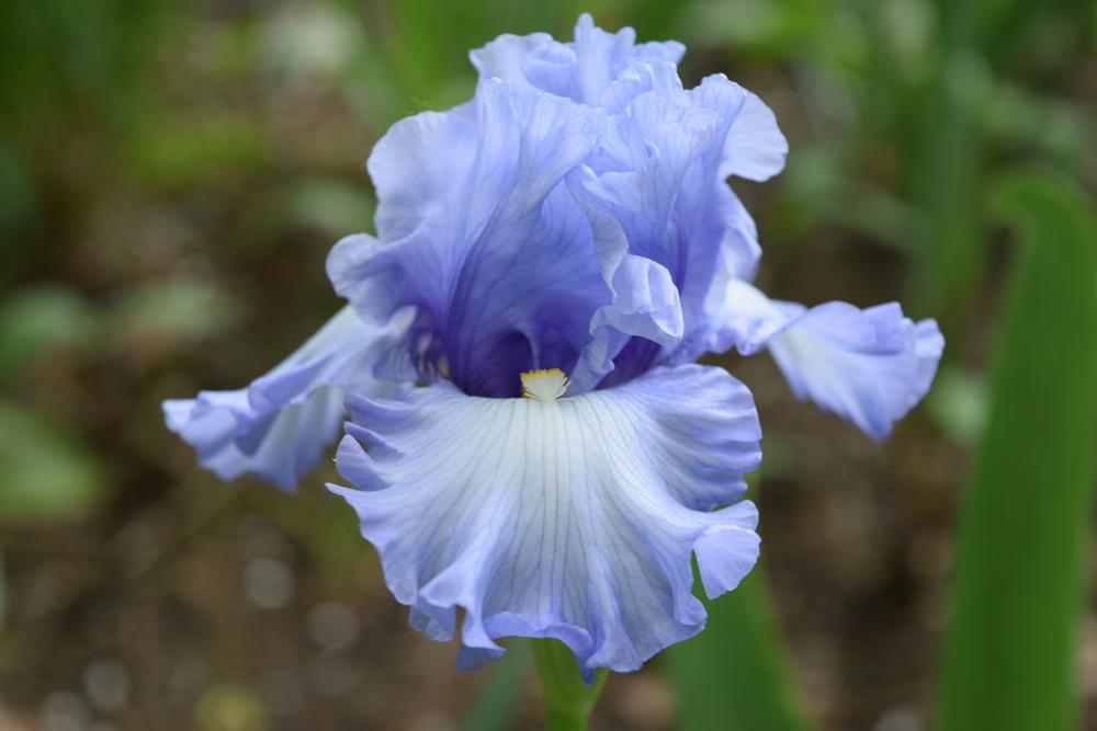 Photo of Tall Bearded Iris (Iris 'Moment To Savour') uploaded by Dachsylady86
