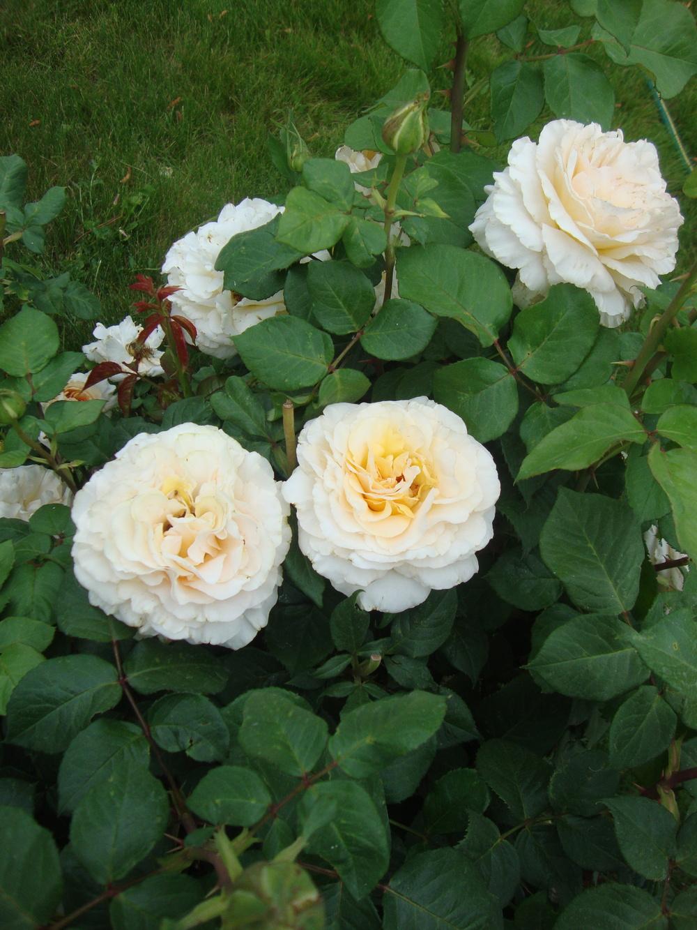 Photo of Rose (Rosa 'Commonwealth Glory') uploaded by Paul2032